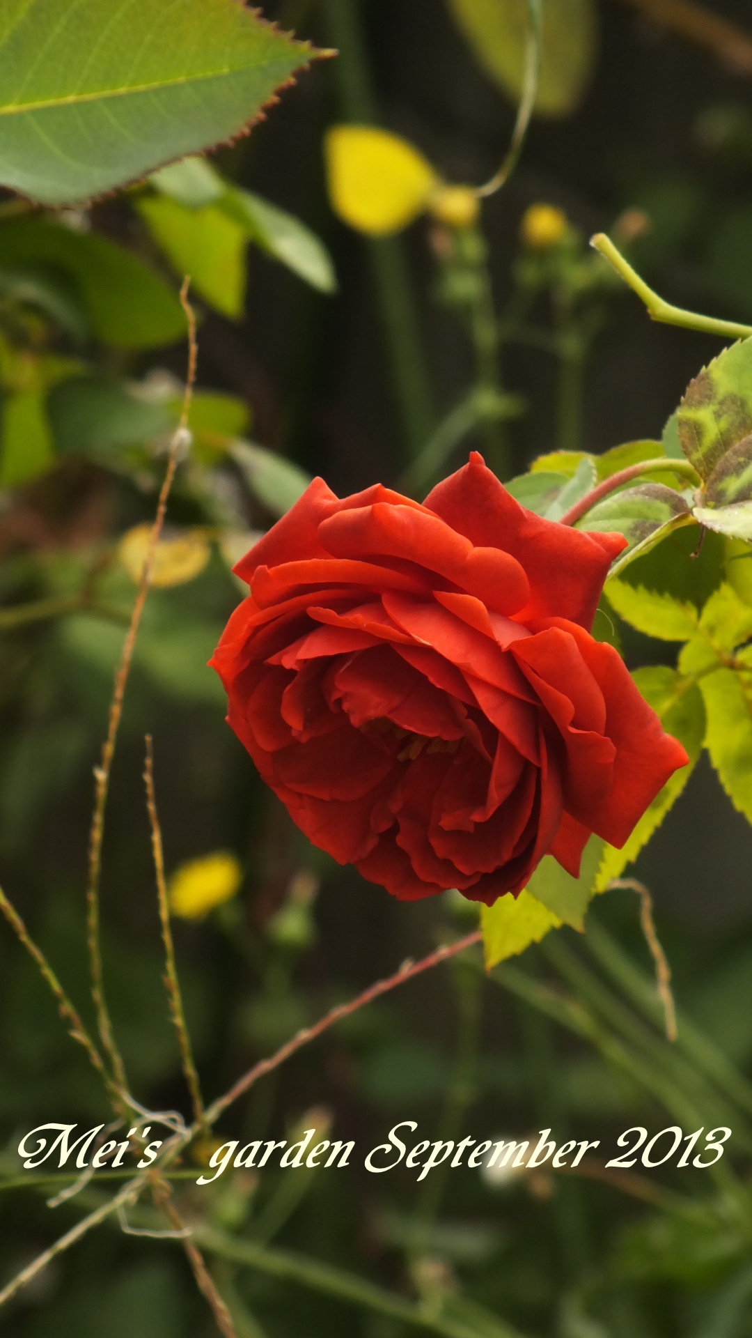 DSCF0352.JPG