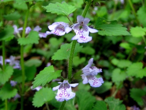 カキドオシの花 晩春 4月下旬 5月初め の高尾山での自然観察 その5 しろうと自然科学者の自然観察日記 楽天ブログ