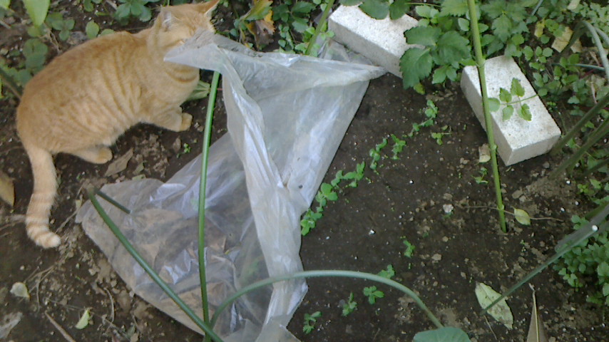 NEC_0359.JPG