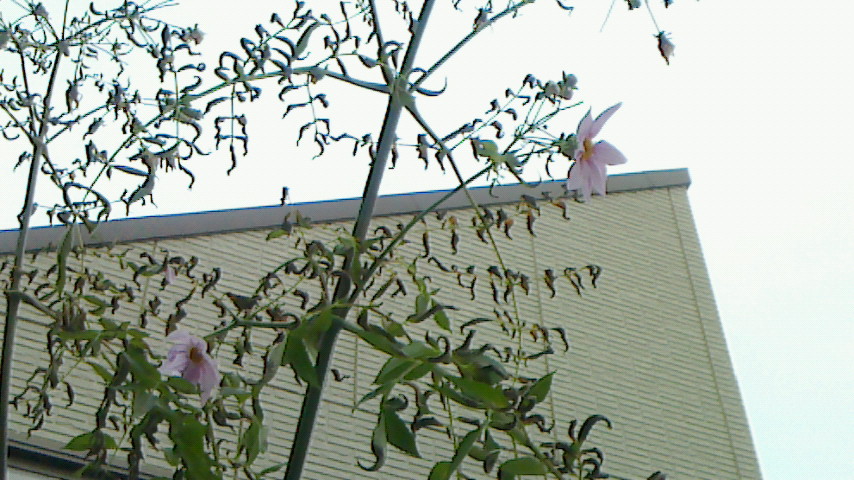 NEC_0078.JPG