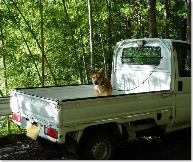 102軽トラ犬