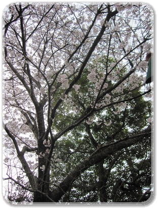 ４月６日満開の桜_2209.jpg