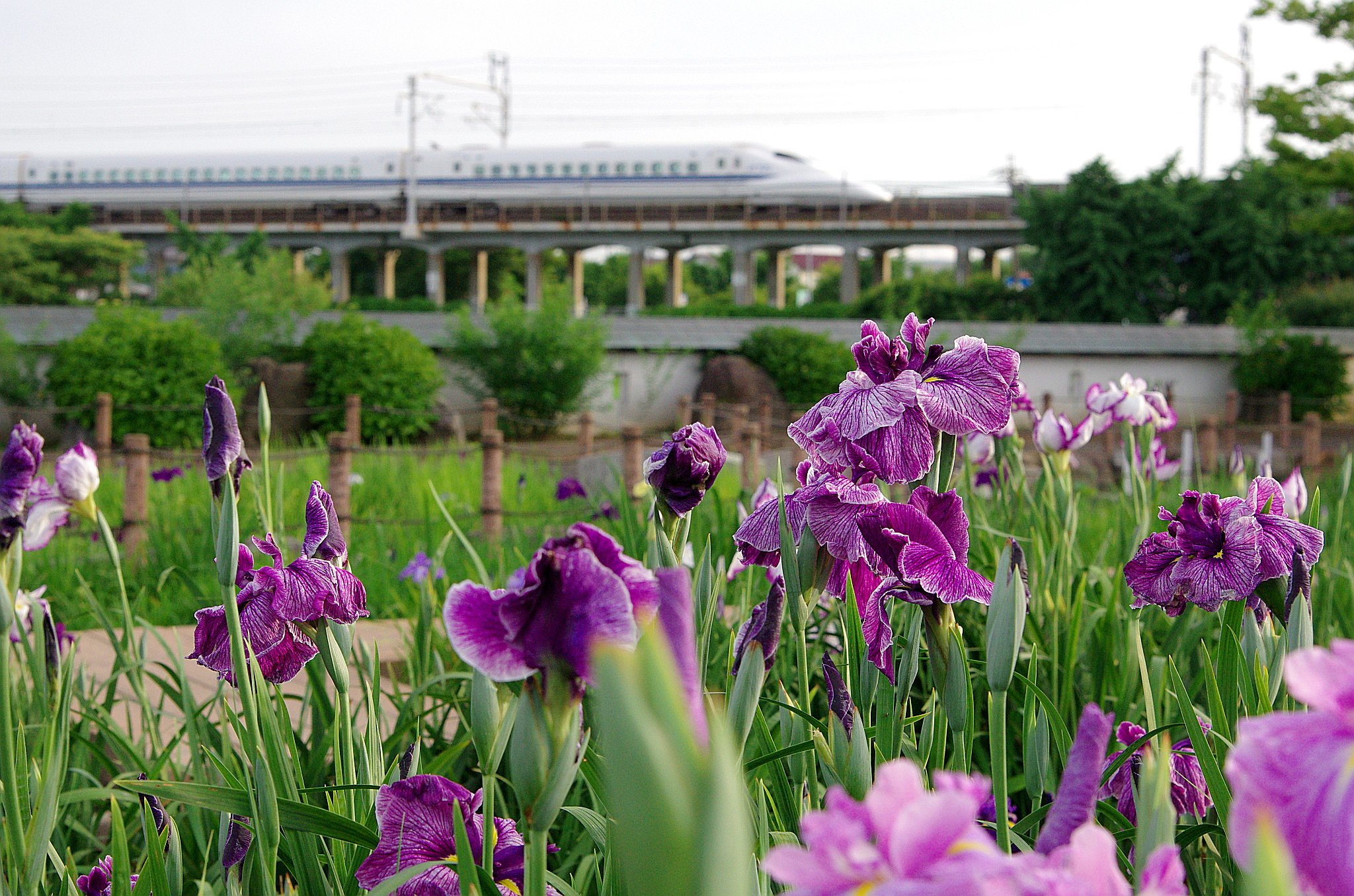 一宮花しょうぶ(2).jpg