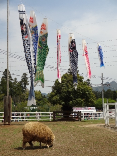 DSC01379 (480x640).jpg