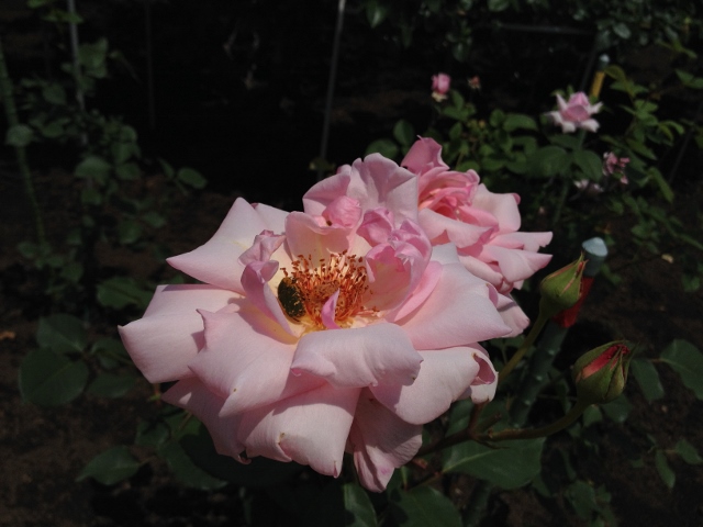 IMG_9043 (640x480).jpg