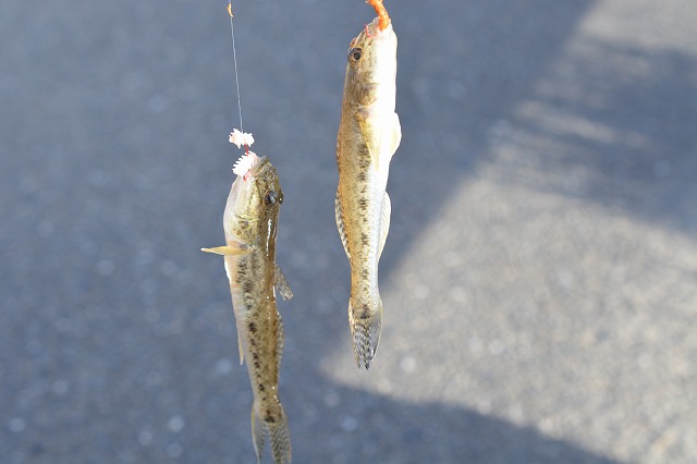 showPhoto (640×426)