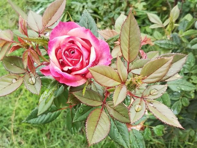 雨の中の赤白薔薇2018