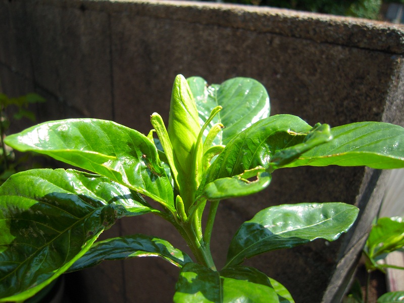 DSCN7030.JPG