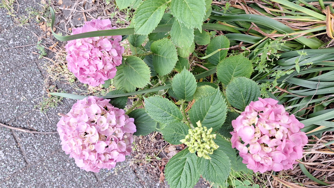 IMG_20250523_071017.jpg