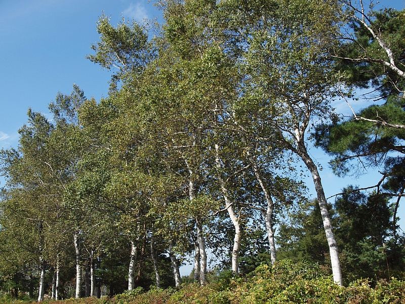 PA079347.JPG