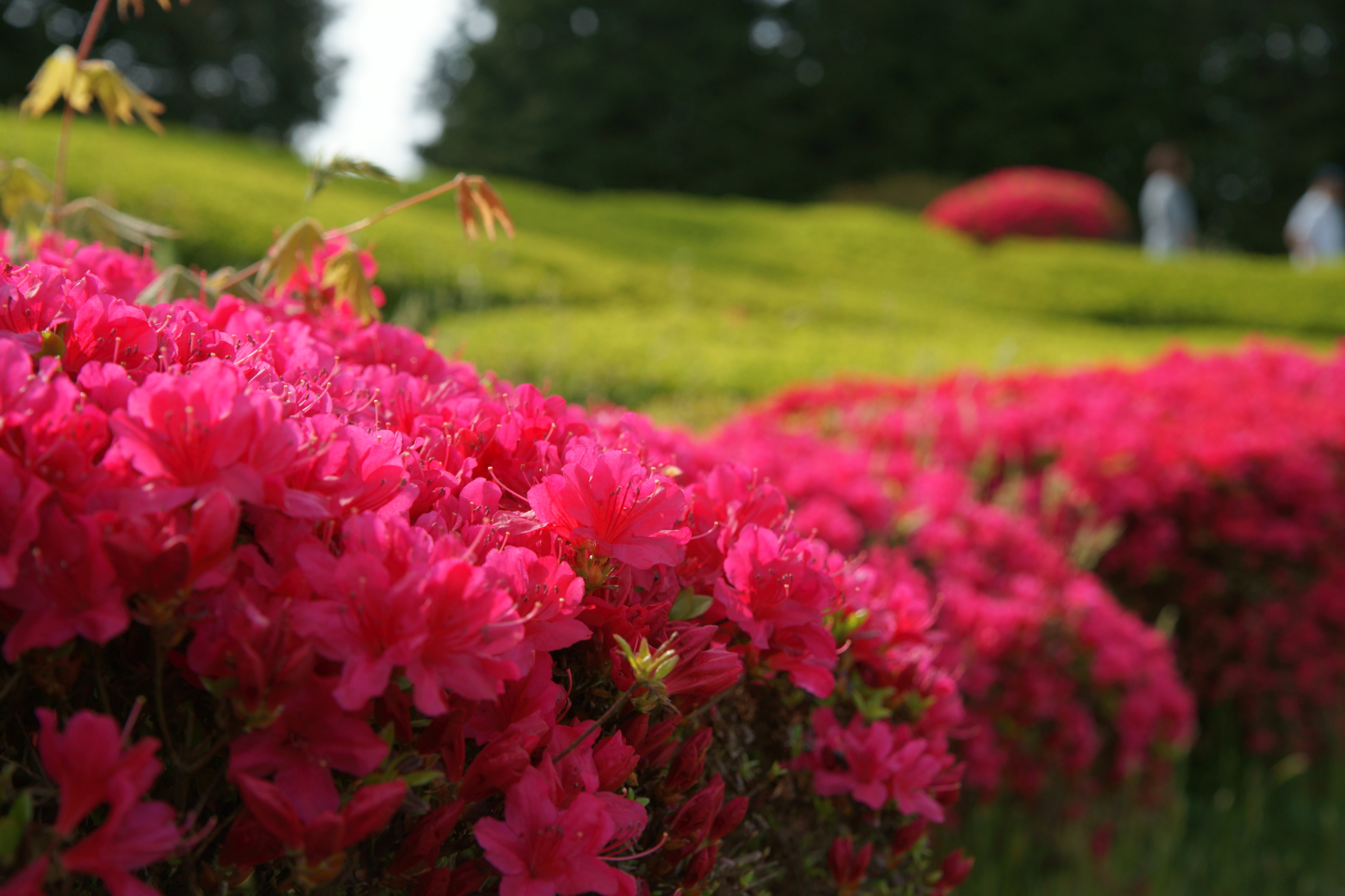 20150429植樹祭　つつじ.JPG