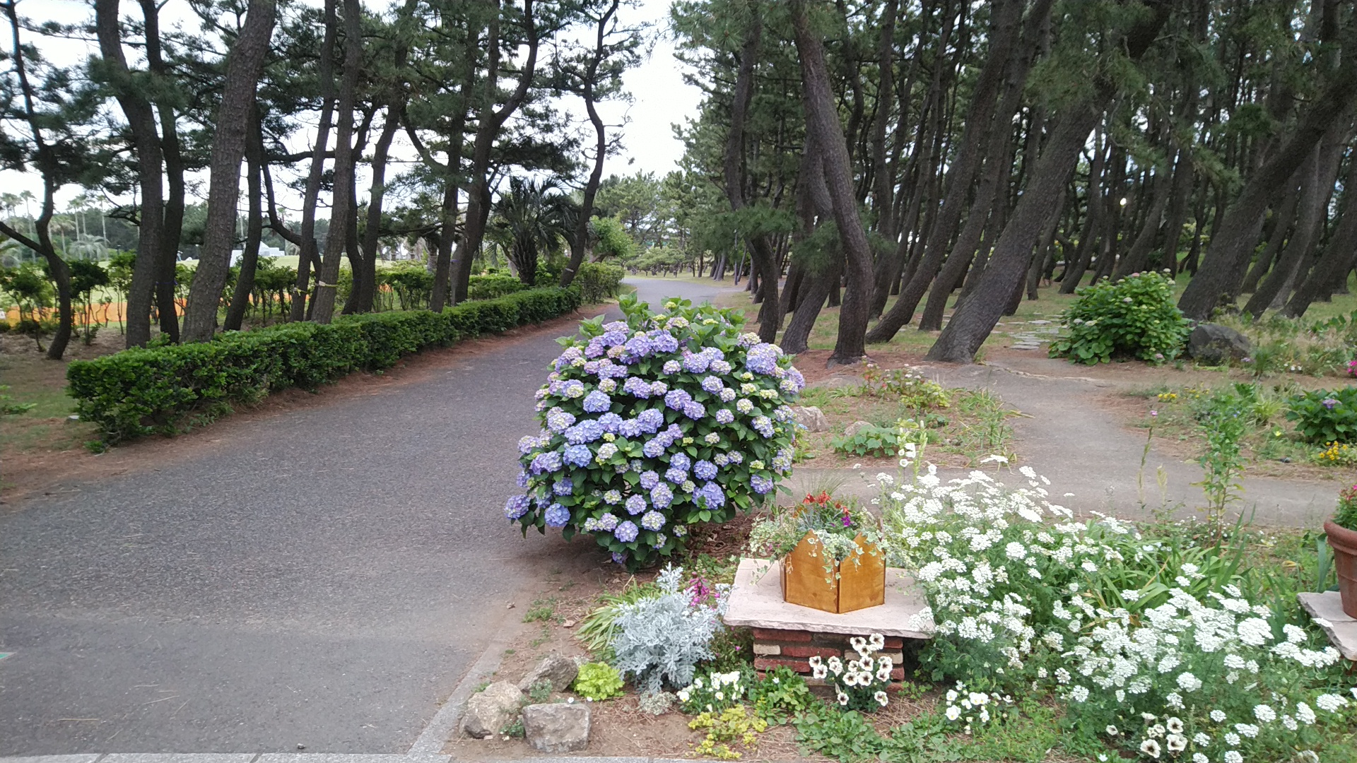 20200528  DSC_0001.jpg.jpg