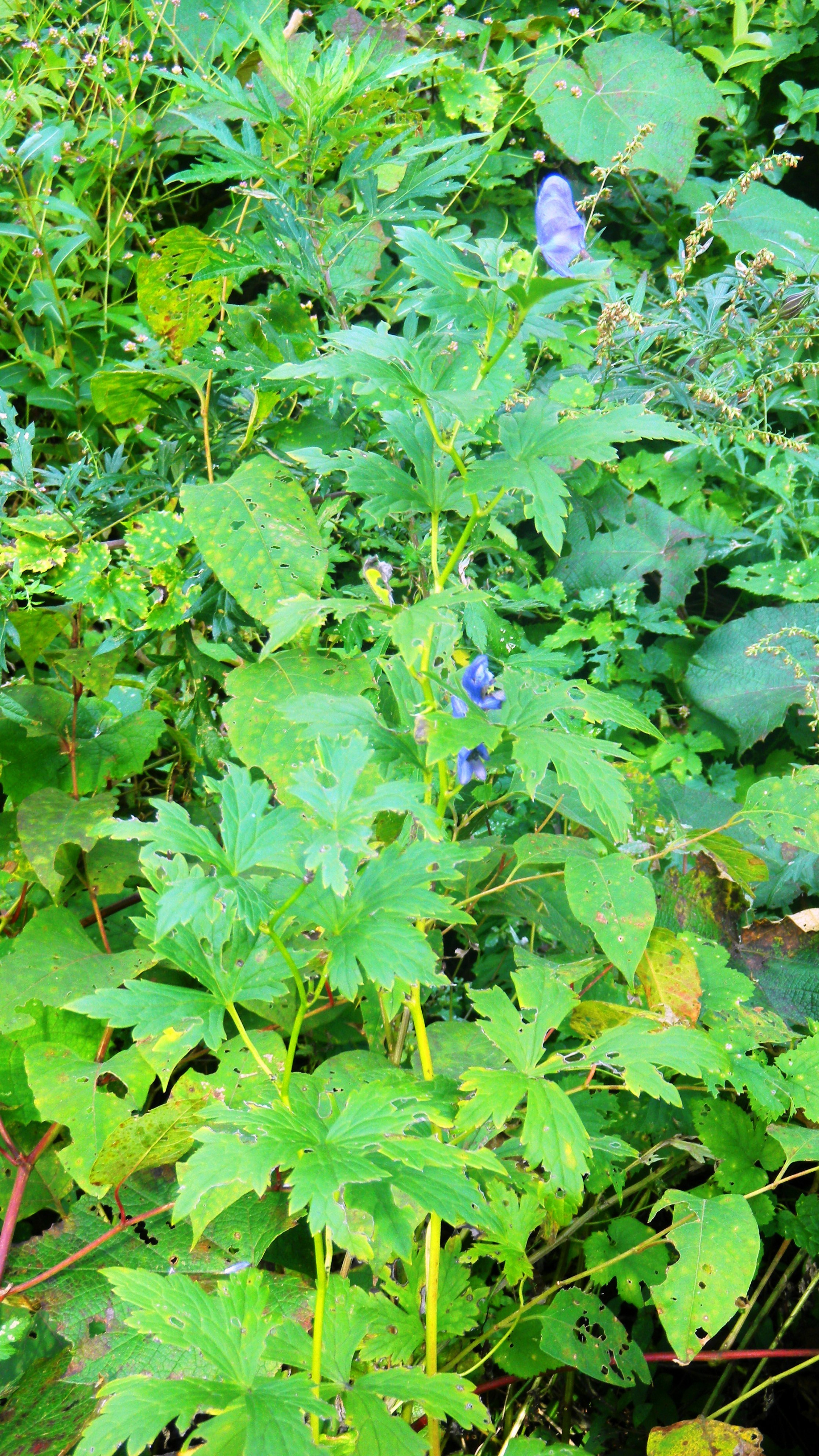 046トリカブト (3)(V.2012_10_01__09_16_46).jpg