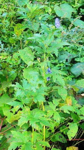 046トリカブト (3)(V.2012_10_01__09_16_46).jpg