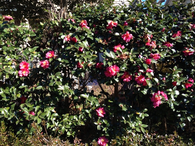 IMG_2562 (640x480).jpg