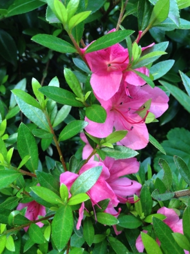 IMG_8931 (480x640).jpg