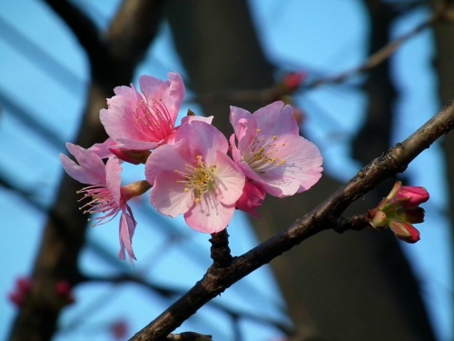 河津桜 09.jpg