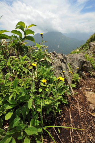 24谷川岳の花.jpg