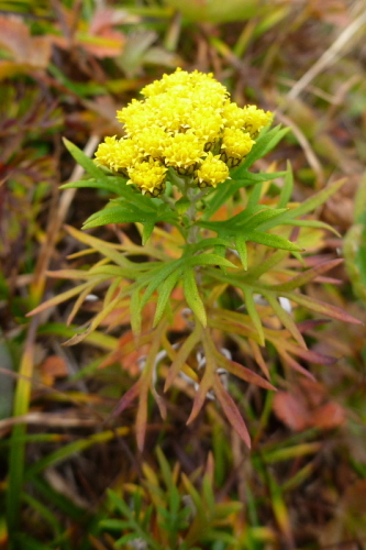 8飯豊連峰の花.jpg