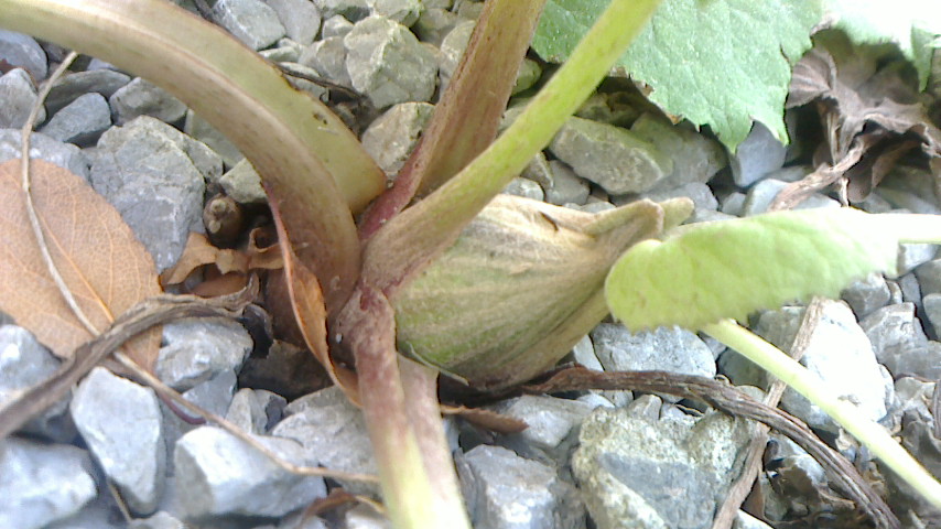 NEC_0047.JPG