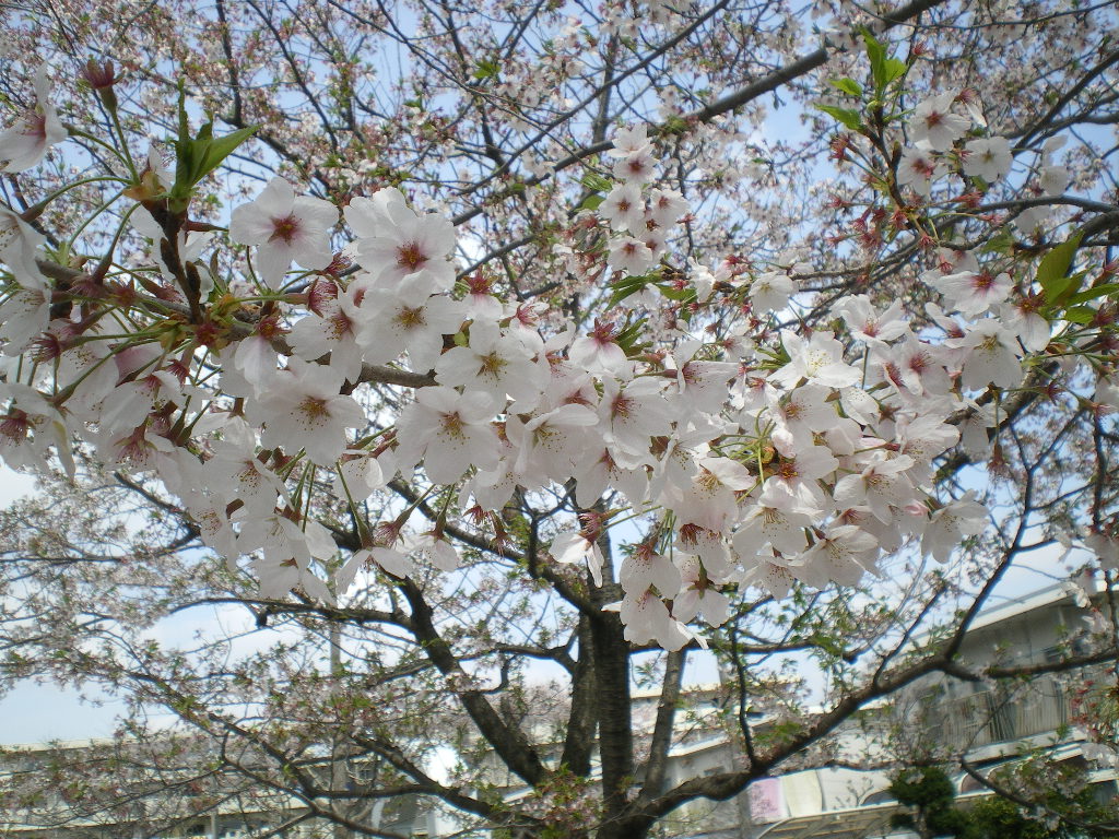 2012415桜 005.jpg