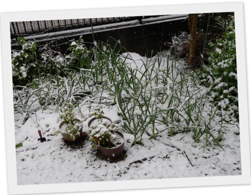 2020-03-29春の雪.jpg