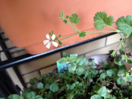 IMG_9361 (640x480).jpg