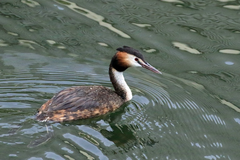 P95A0058 (800x533).jpg