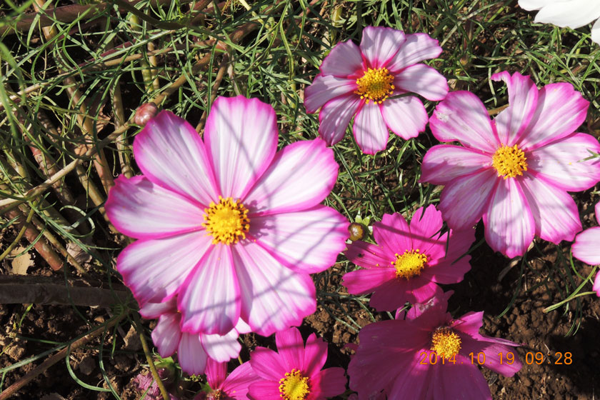cosmos2014-006w.jpg