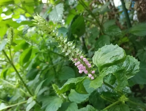 穂紫蘇 シソの花 が咲き始めました V ネコ様とガーデニング 楽天ブログ