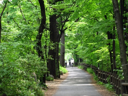 02新緑の玉川上水散策路.JPG