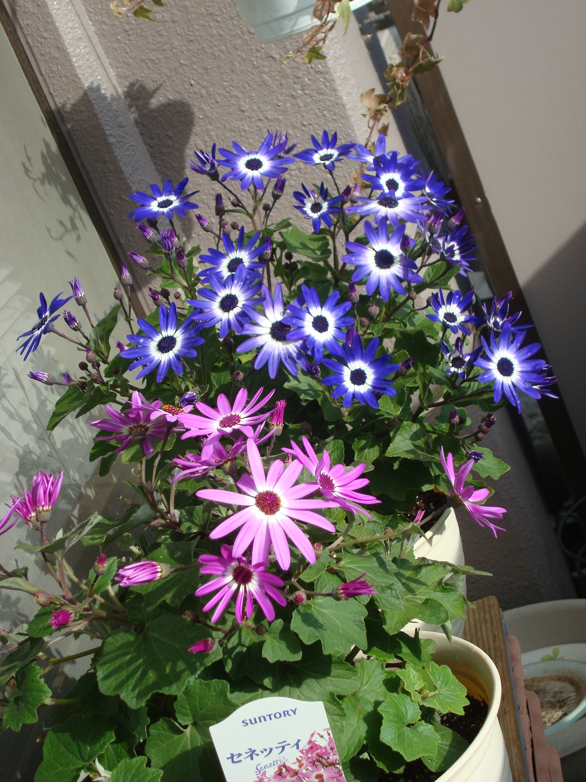 DSC06218.JPG