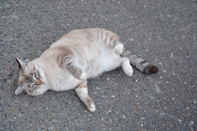 showPhoto (640×426)