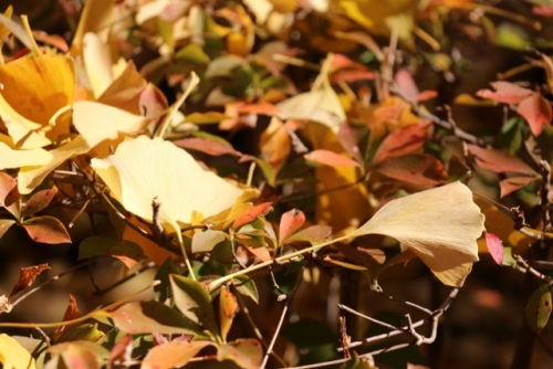 IMG_0123 (640x427).jpg