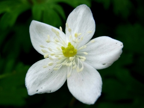 1本の花茎に1 4個の花を咲かせるニリンソウの花 自然観察の振返り 23 キンポウゲ科の植物 第5回 しろうと自然科学者の自然観察日記 楽天ブログ