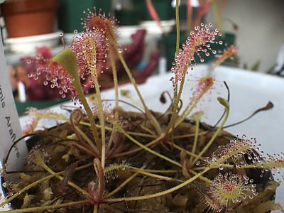 D ニディフォルミス 僕の食虫植物日記 楽天ブログ