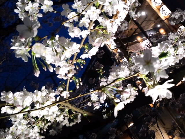京都木屋町・高瀬川の夜桜_4月2日