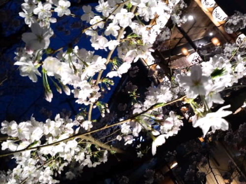 京都木屋町・高瀬川の夜桜_4月2日
