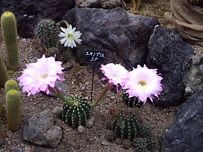咲くやこの花館　　サボテン3.jpg