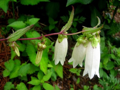 ヤマホタルブクロの花 ホタルブクロの変種です 白花のヤマホタルブクロの花を観察してみました 気仙沼大島での自然観察 その14 しろうと自然科学者の自然観察日記 楽天ブログ