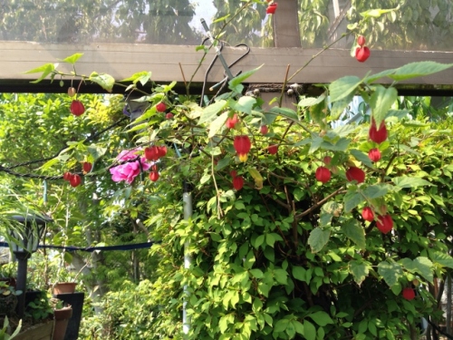 IMG_6993 (640x480).jpg