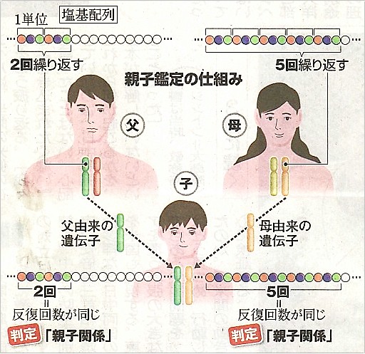 140126DNAによる親子鑑定一部枠あり.jpg