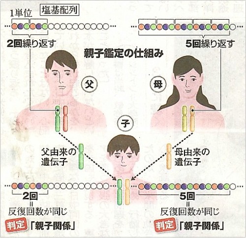 140126DNAによる親子鑑定一部枠あり.jpg