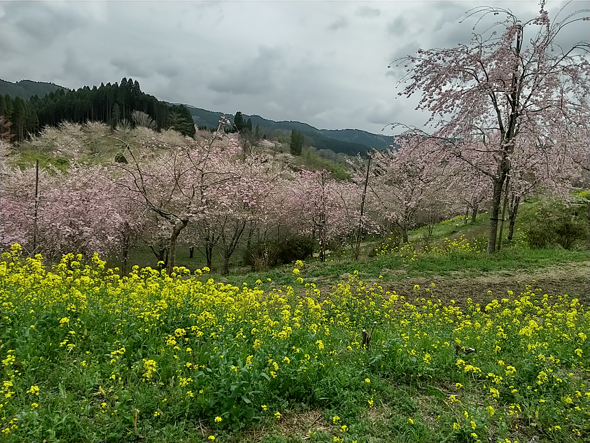 しだれ桜の里 (9).JPG