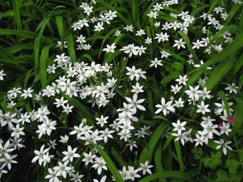 花の形がユリ科のアマナに似ているが鱗茎は有毒なオオアマナの花 自然観察の振返り 13 キジカクシ科の植物 第1回 しろうと自然科学者の自然観察日記 楽天ブログ