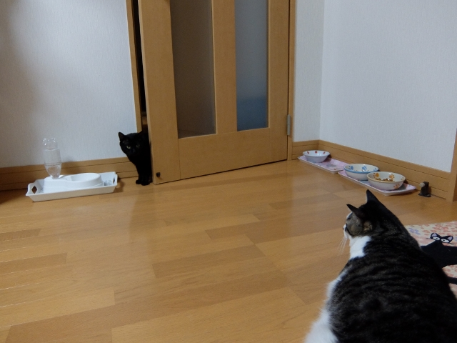 DSCF0408 (2) (640x480).jpg