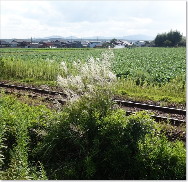 26ススキと単線ＢＶ