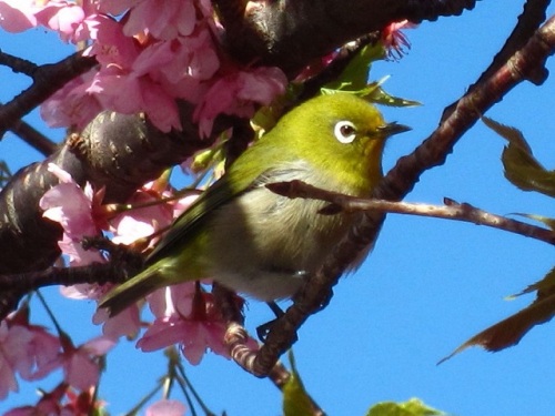 河津桜・メジロ08.JPG