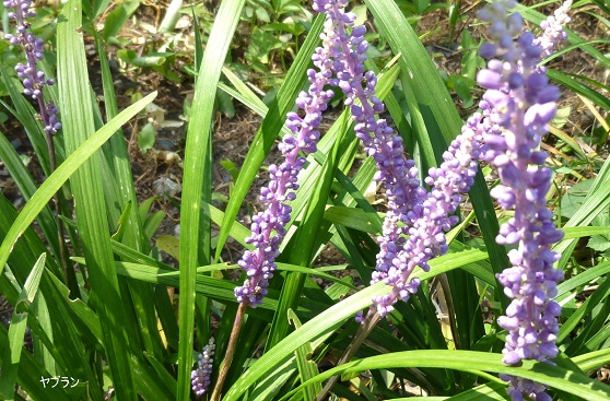 P1050930-001.JPG