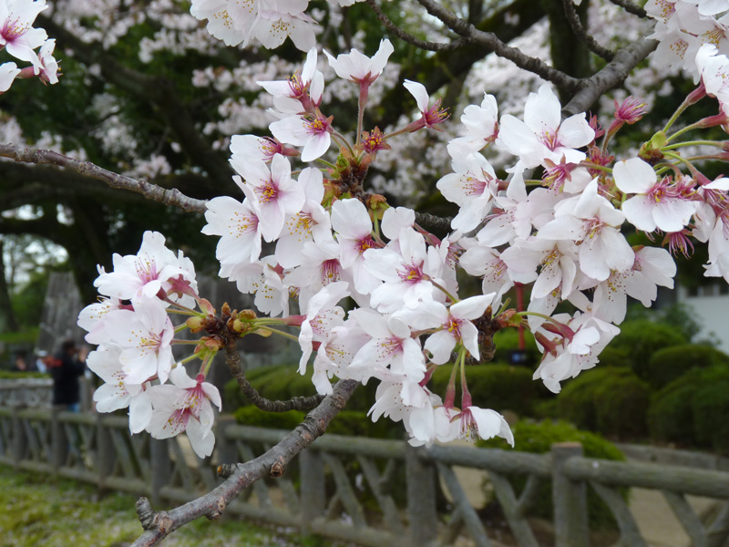 nagoyajyo-w032.jpg